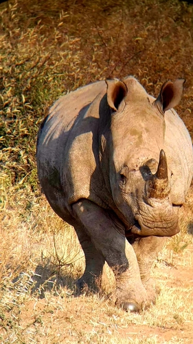 White rhinoceros
