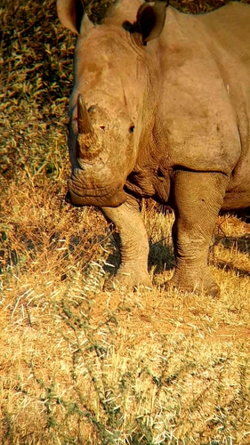 White rhinoceros