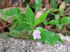 Ruellia repens