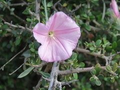 Convolvulus oleifolius