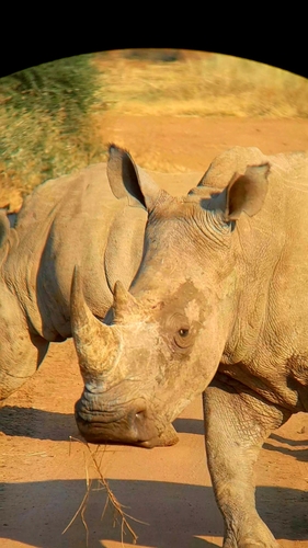 White rhinoceros