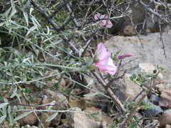 Convolvulus oleifolius