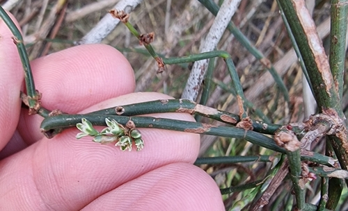 Image of Duma florulenta by (c) Peter Crowcroft, some rights reserved (CC BY)