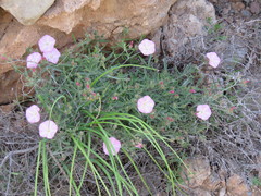Convolvulus oleifolius
