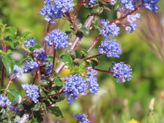 Ceanothus foliosus foliosus