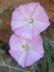 Convolvulus oleifolius
