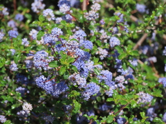 Ceanothus foliosus foliosus