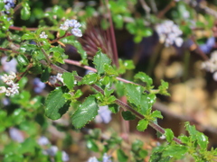 Ceanothus foliosus foliosus