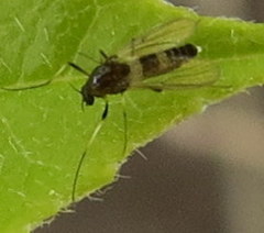 Cricotopus bicinctus