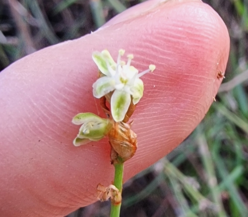 Image of Duma florulenta by (c) Peter Crowcroft, some rights reserved (CC BY)