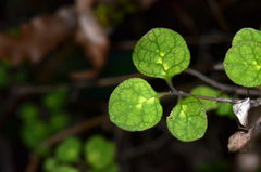 Coprosma tenuicaulis