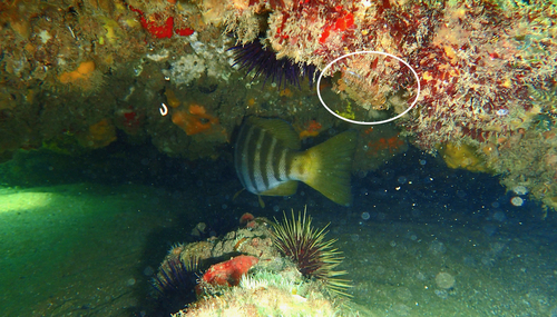 Clarke's triplefin (Trinorfolkia clarkei) — Tripterygiidae