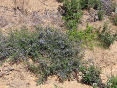 Ceanothus foliosus foliosus