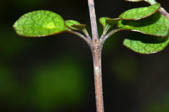 Coprosma tenuicaulis