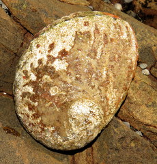 Haliotis rubra