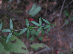 Galium aschenbornii