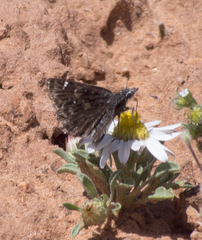Hesperopsis alpheus