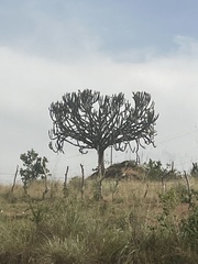 Candelabra Tree (Euphorbia ingens)