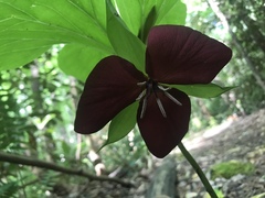 Trillium vaseyi