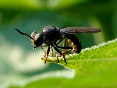 Cerotainia macrocera