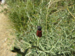 Bostrichus capucinus