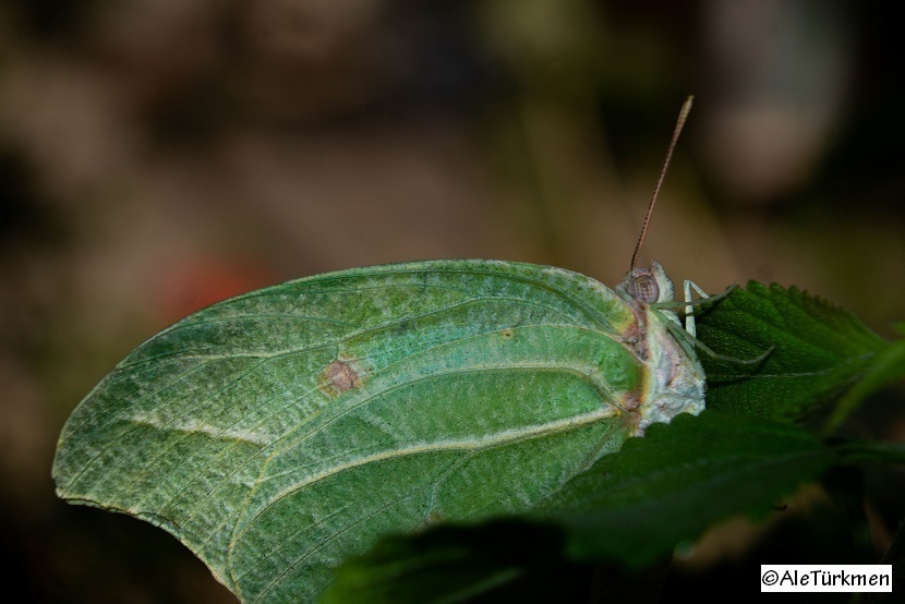Angled Sulphurs
