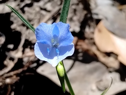 Commelina agrostophylla (Commelina agrostophylla)