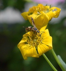 Euodynerus hidalgo hidalgo