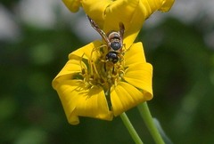 Euodynerus hidalgo hidalgo