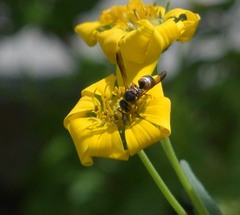 Euodynerus hidalgo hidalgo