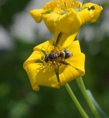 Euodynerus hidalgo hidalgo