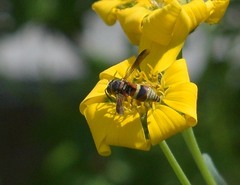 Euodynerus hidalgo hidalgo