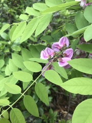 Robinia hispida