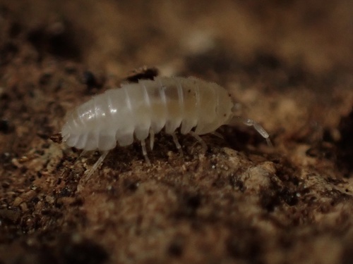 Alloschizidium racovitzai
