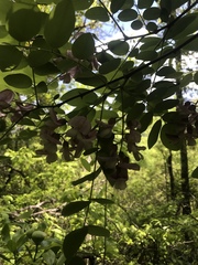 Robinia hispida