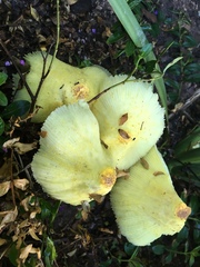 Leucocoprinus tricolor