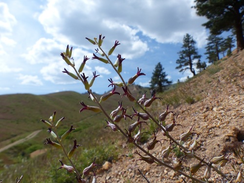 Streptanthus cordatus var. cordatus
