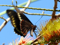 Battus polydamas polydamas