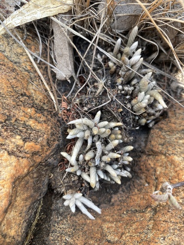 Avonia rhodesica