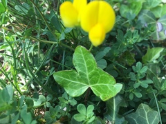 Lotus corniculatus