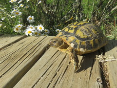 Testudo hermanni hermanni