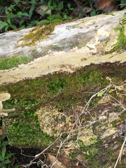 Thuidium peruvianum