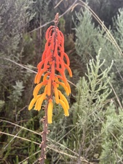 Kniphofia thomsonii, photograph (c) ecovore, some rights reserved (CC BY)