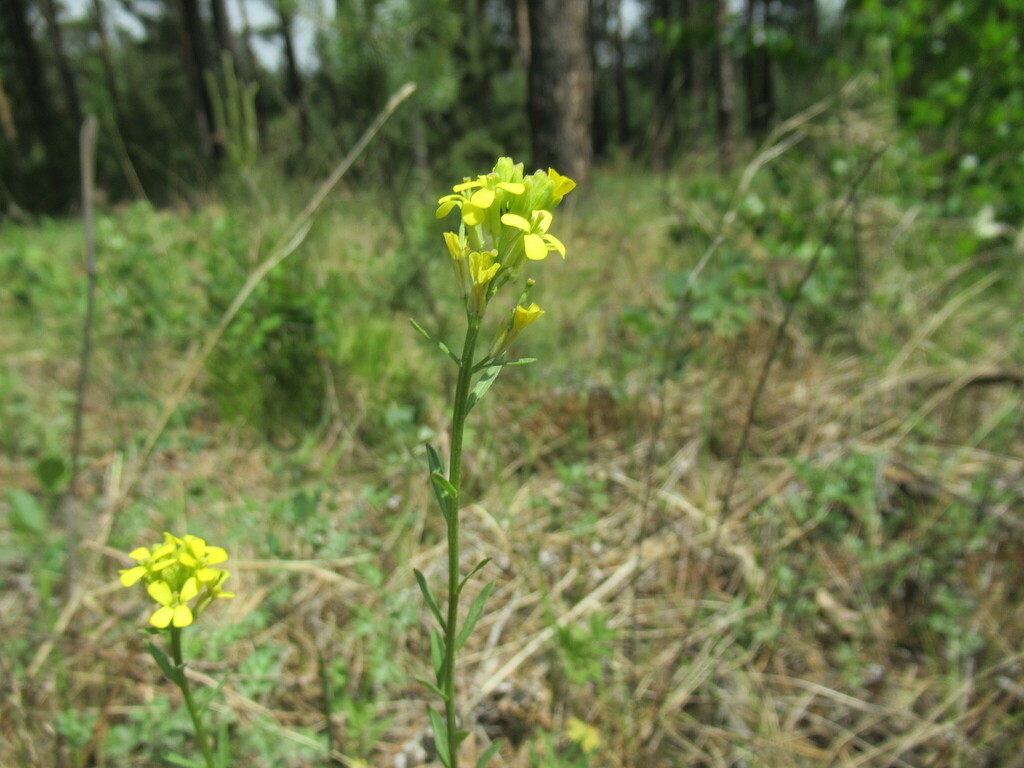 wormseed wallflower from Усольский р-н, Иркутская обл., Россия on June ...