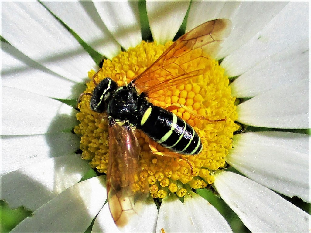 Pamphilioidea