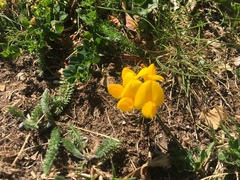 Lotus corniculatus