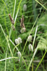 Carex lasiocarpa