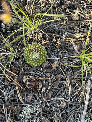 Orostachys spinosa