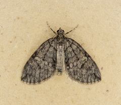 Hydriomena marinata