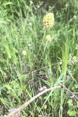 Sanguisorba minor